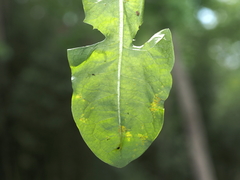 Puccinia taraxaci