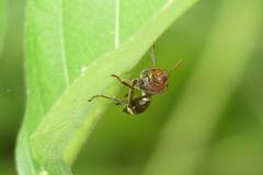 Polistes brunus