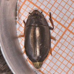 Dineutus assimilis