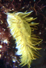 Fiona pinnata