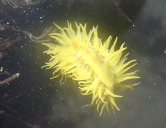 Fiona pinnata