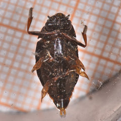 Dineutus assimilis