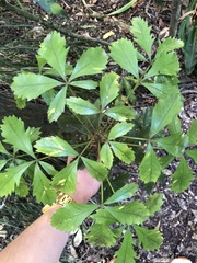 Pseudopanax discolor