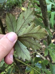 Pseudopanax discolor