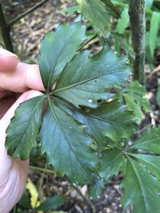 Pseudopanax discolor