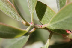 Arctostaphylos bakeri sublaevis