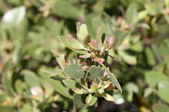 Arctostaphylos bakeri sublaevis