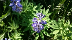 Lupinus arbustus