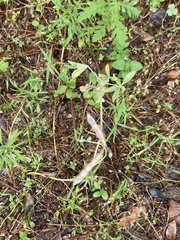 Strophostyles leiosperma