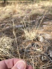 Aristida arizonica