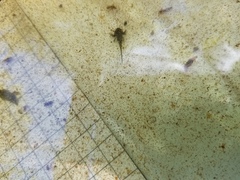 Ambystoma macrodactylum