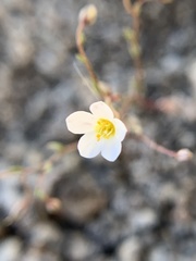 Linanthus inyoensis