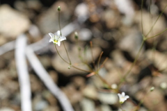 Hesperolinon spergulinum