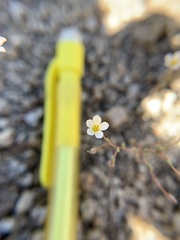 Linanthus inyoensis