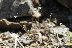 Hesperolinon spergulinum