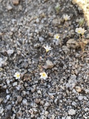 Linanthus inyoensis