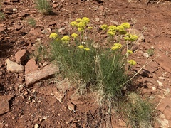 Cymopterus filifolius