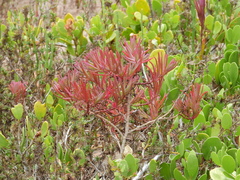 Suaeda australis