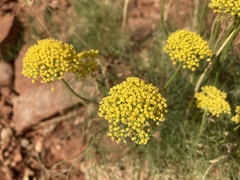 Cymopterus filifolius