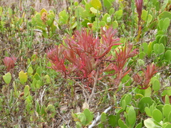 Suaeda australis