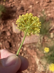 Cymopterus filifolius