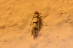 Eudarcia haliplancta