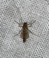 Chironomus crassicaudatus