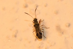 Pseudopachybrachius vinctus