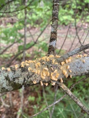 Cronartium ribicola