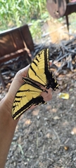 Papilio multicaudata multicaudata