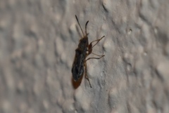 Pseudopachybrachius vinctus