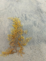 Stephanocystis