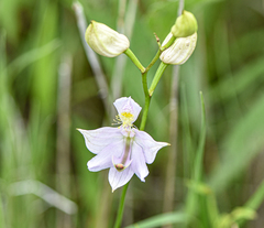 Calopogon oklahomensis