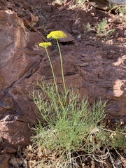 Cymopterus filifolius