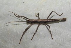 Anisomorpha ferruginea