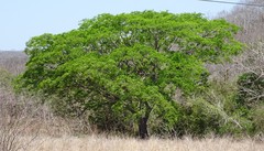 Enterolobium contortisiliquum