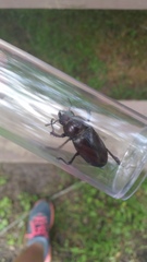 Lucanus elaphus