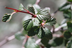 Holodiscus discolor cedrorum