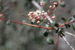 Holodiscus discolor cedrorum