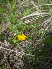 Ranunculus hispidus