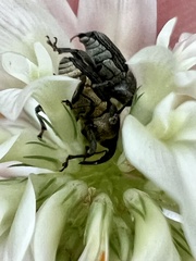 Odontocorynus salebrosus