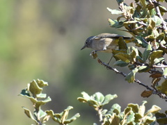 Leiothlypis crissalis