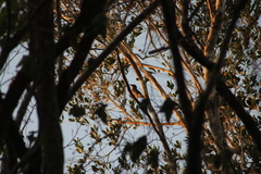 Myiodynastes maculatus