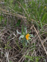 Lithospermum canescens