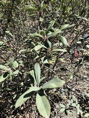 Frangula californica tomentella