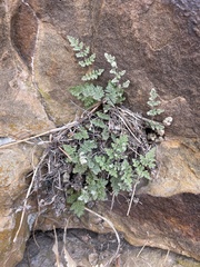 Myriopteris gracilis