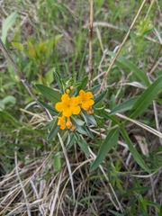 Lithospermum canescens