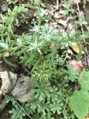 Sedum glaucophyllum
