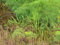 Lomatium triternatum brevifolium