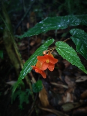 Begonia cumingii